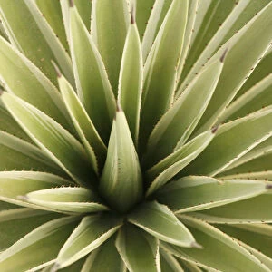 Agave, from above