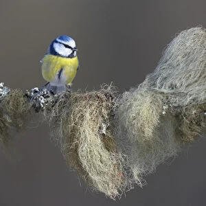 Blue Tit -Cyanistes caeruleus- perched on a spruce branch covered in beard lichen, Swabian Alb biosphere reserve, Baden-Wurttemberg, Germany
