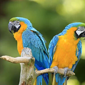 Blue and Yellow Macaws -Ara ararauna-, pair, native to South America, captive, Wachenheim, Germany
