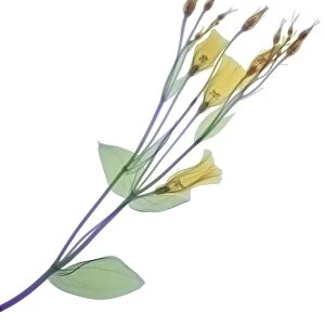 Branch with multiple yellow flowers and buds, X-ray