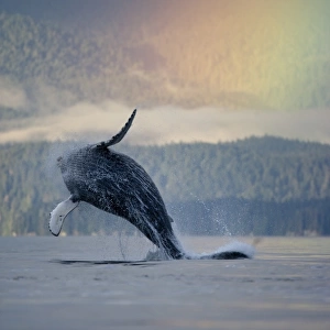 Breaching Humpback Whale and Rainbow, Alaska