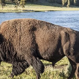 Buffalo walking by the Yellowstone River