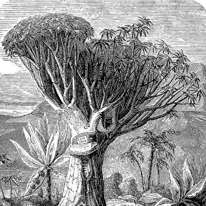 Canary islands dragon tree (Dracaena draco), on Tenerife, Spain, in 1880, Historic, digitally restored reproduction of an original 19th-century print