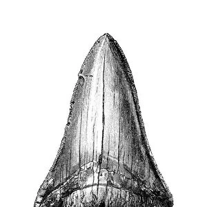 Carcharodon megalodon tooth