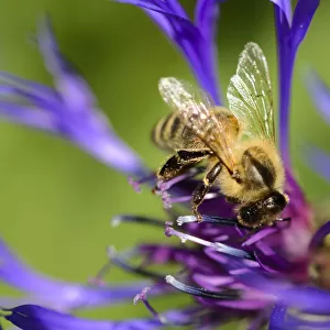 Carnolian honey bee -Apis mellifera var carnica-, on blue flower of mountain knapweed or cornflower -Centaurea montana L. -