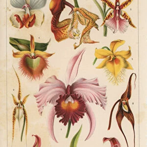 Chromolithograph illustration of orchids (Orchidaceae)