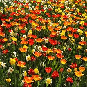Colourful flower bed with tulips -Tulipa- and daffodils -Narcissus-, backlit, Nuremberg, Middle Franconia, Bavaria, Germany