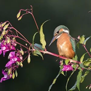 Common kingfisher (Alcedo atthis), female, sits on branch of Springkraut (Impatiens glandulifera)
