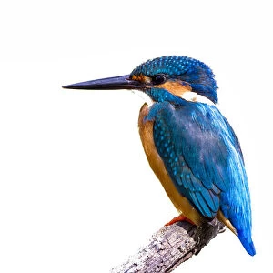 Common Kingfisher with fish (Alcedo atthis) beautiful bird on white background