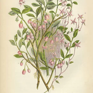 Cranberry, Whortleberry, Bilberry, Cowberry, Lingonberry, Victorian Botanical Illustration