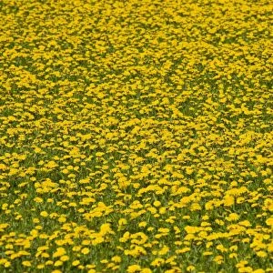 Dandelion -Taraxacum sect. Ruderalia-, many flowers in a meadow, Thuringia, Germany