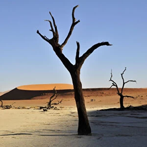 Dead trees in the Dead Vlei, Deadvlei clay pan in the morning light, Namib Desert, Namib-Naukluft National Park, Namibia, Africa