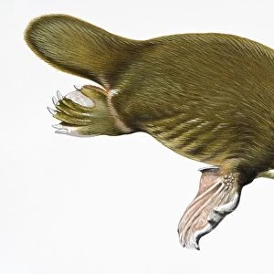 Digital illustration of Duck-billed Platypus (Ornithorhynchus anatinus), a semi-aquatic mammal