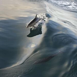 Dolphin (Delphinidae) skimming a wave