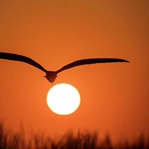 Dramatic silhouette of Black Skimmer at sunset