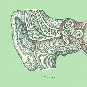 Your Ear