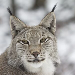 Eurasian lynx -Lynx lynx-, portrait, captive, Arnsberger Wald, Sauerland, North Rhine-Westphalia, Germany