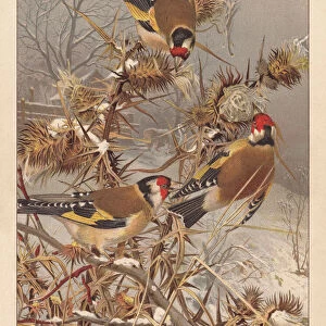 European goldfinches (Carduelis carduelis), lithograph, published around 1895
