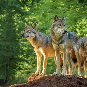 European Gray Wolf, Canis lupus lupus, Pack of Wolves