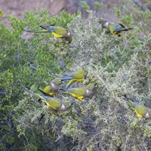 Flock of Burrowing Parrots or Burrowing Parakeets -Cyanoliseus patagonus- on a bush, Mendoza Province, Argentina