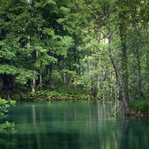 Forest lake, Plitvice Lakes National Park, UNESCO World Heritage Site, Croatia, Europe