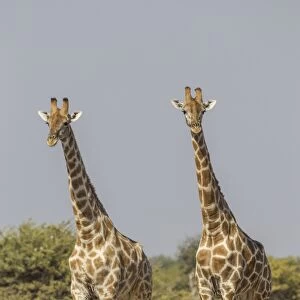 Giraffes -Giraffa camelopardalis-, Etosha National Park, Namibia, Africa