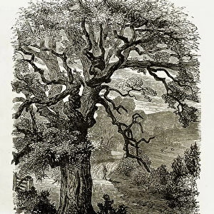Jan Ridd's Tree, Exmoor, England Victorian Engraving, 1840