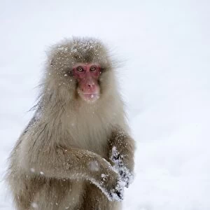 Japanese Macaque or Snow Monkey -Macaca fuscata-, sitting on snow, Affenpark Jigokudani, Nagano Prafektur, Japan