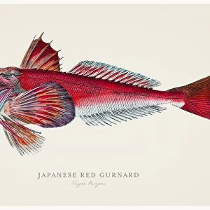 Japanese red gurnard 1856