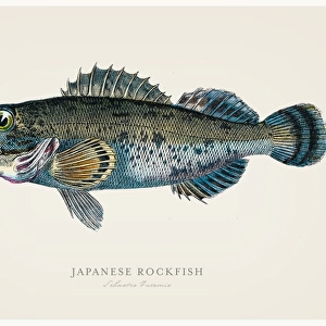 Japanese rock fish 1856