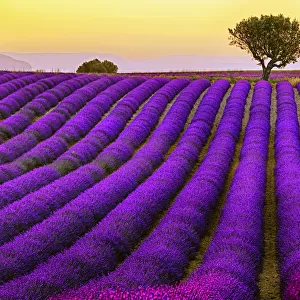 Lavender Field In Valensole Plateau During Sunset