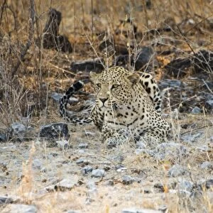 Leopard -Panthera pardus- camouflaged on stony ground, Etosha National Park, Namibia