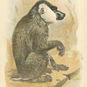 Mandrill primate 1894