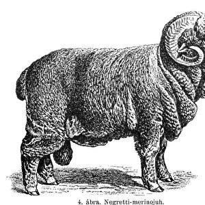 Merino sheep Electoral-Negretti