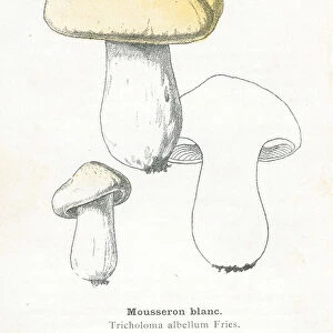 Mousseron mushroom engraving 1895