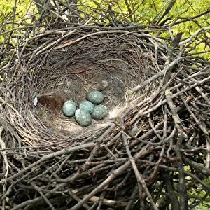 Nest and eggs of the Carrion Crown -Corvus corone corone-, Allgaeu, Bavaria, Germany, Europe