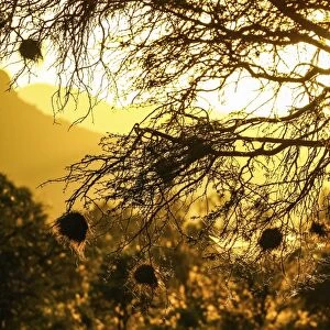 Nests of weavers -Ploceidae- in the sunset, Namibia, Africa