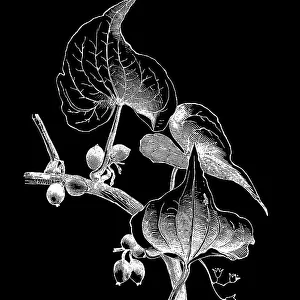 Old engraved illustration of Botany, black bryony, lady's-seal or black bindweed (Dioscorea communis or Tamus communis) a species of flowering plant in the yam family Dioscoreaceae