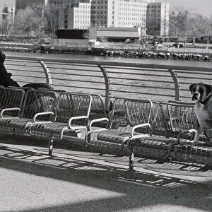 Person and dog sitting far apart on benches