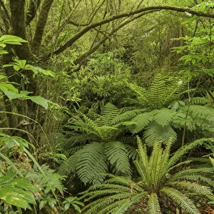 Primary forest, rain forest and Tree Ferns -Cyatheales-, North Island, New Zealand