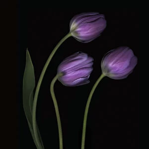 Purple Tulips (Tulipa)