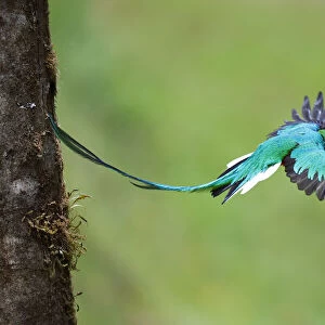 Resplendent Quetzal leaving nest