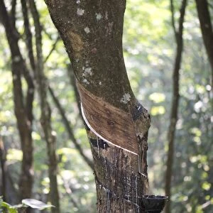 Rubber Tree -Hevea brasiliensis-, natural rubber production on a plantation, Peermade, Kerala, India