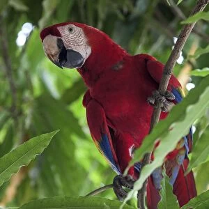 Scarlet macaw (Ara macao), sitting on a branch in a tree, Guanacaste province, Costa Rica