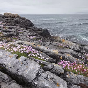 Sea Thrift (Armeria maritima), coast near Lisdoonvarna, Burren, County Clare, Ireland, Europe