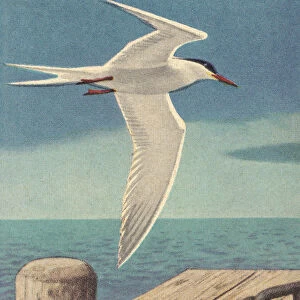 Seagull Near Dock