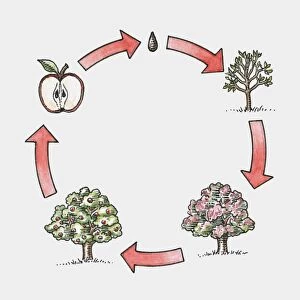 Sequence of illustration showing life cycle of apple tree