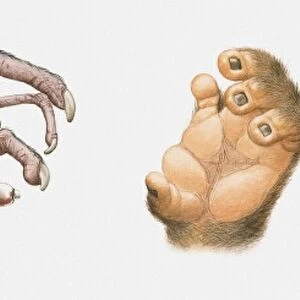 Sequence of illustrations of nocturnal animals hands that are good for gripping. Tarsier, Loris, Aye-aye and Hoffmanns Two-toed sloth