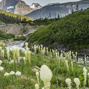 Siyeh Creek and bear grass (Xerophyllum tenax), Glacier National Park, Montana, USA