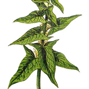 Spinach (Spinacia oleracea)